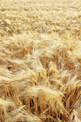 Tthe Field of ripe Grain