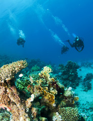 Fototapeta na wymiar two scuba divers on a dive