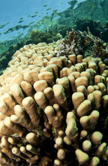 coral colony