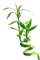 Isolated lucky bamboo