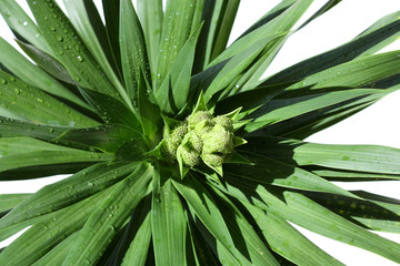 floraison de yucca, fond blanc