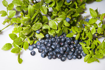 Bilberries and the branch of an bilberry bush