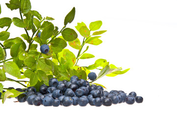 Bilberries and the branch of an bilberry bush