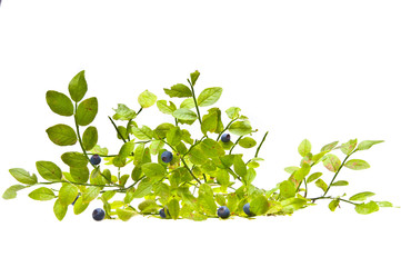 Bilberries and the branch of an bilberry bush