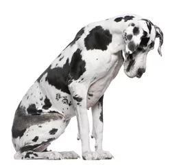 Cercles muraux Chien Great Dane Harlequin sitting in front of white background