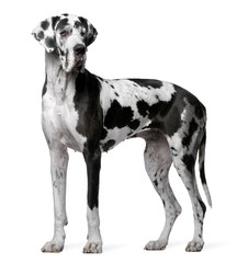 Great Dane Harlequin, 4 years old, standing