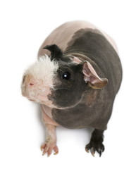 Hairless Guinea Pig in front of white background