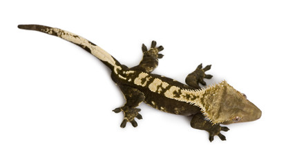 High angle view of New Caledonian Crested Gecko