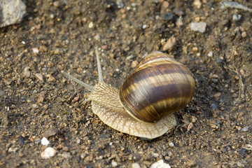 Snail on the Earth