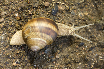 Detail of the Snail on the Earth