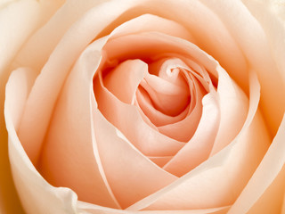 apricot colored rose close up
