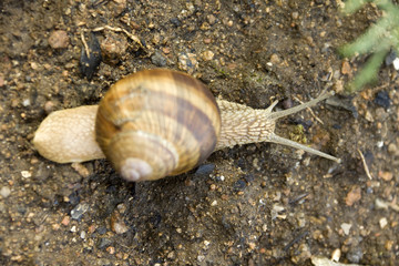 Snail on the Earth