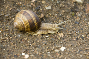 Snail on the Earth