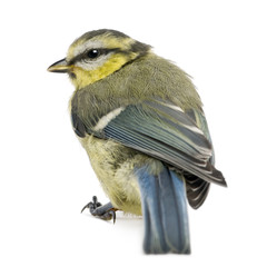 Fototapeta premium Young Blue Tit, Cyanistes caeruleus