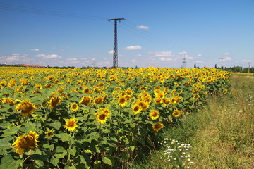 Sonnenblumen