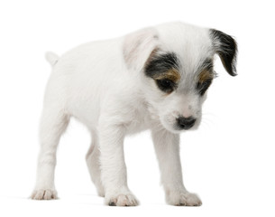Parson Russell Terrier puppy standing