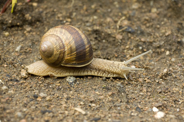 Snail on the Earth