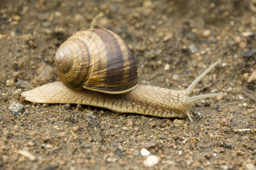 Detail of the Snail on the Earth