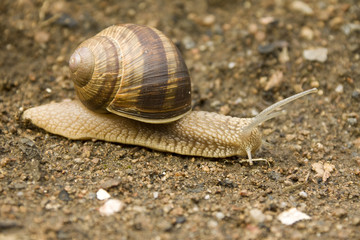 Snail on the Earth