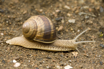 Snail on the Earth
