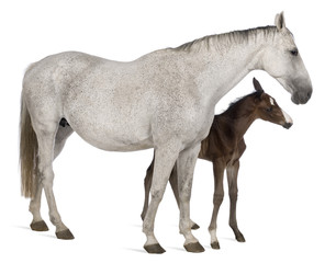 Obraz na płótnie Canvas Mare and her foal, 14 years old and 20 days old, standing in fro