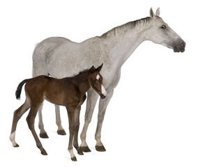 Obraz na płótnie Canvas Mare and her foal, 14 years old and 20 days old, standing
