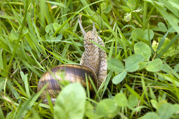 Detail of the Snail on the Earth