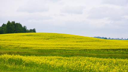 Obraz premium Oilseed rape field
