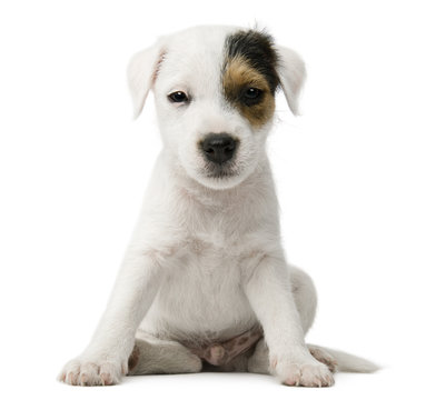 Parson Russell Terrier puppy sitting