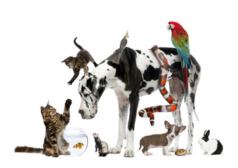 Gruppe von Haustieren zusammen vor weißem Hintergrund