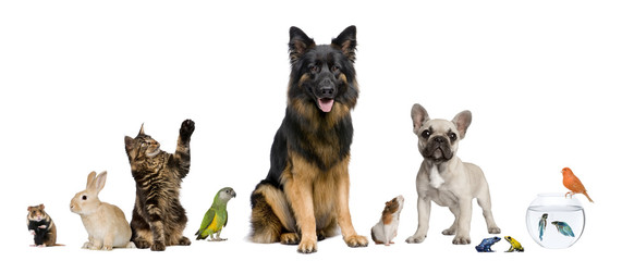 Group of pets together in front of white background