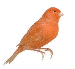 Red canary, Serinus canaria, perched