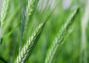 Agricultural plants