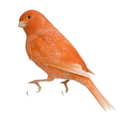 Red canary, Serinus canaria, perched