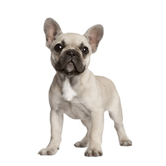 Portrait of French bulldog standing in front of white background