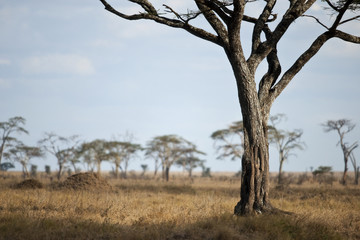 Landscape of Serengeti plain, Tanzania, Africa