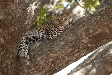 Leopard resting in tree, Serengeti, Tanzania, Africa