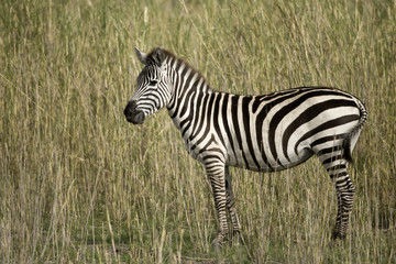 Fototapeta na wymiar Zebra in Serengeti, Tanzania, Africa