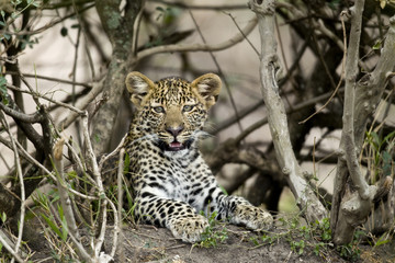 Young leopard in Serengeti, Tanzania, Africa