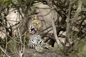 Young leopard yawning in Serengeti, Tanzania, Africa
