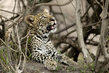 Young leopard in Serengeti, Tanzania, Africa