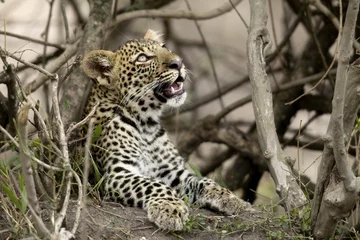 Abwaschbare Fototapete Young leopard in Serengeti, Tanzania, Africa © Eric Isselée