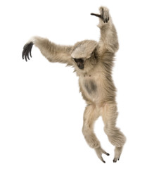 Naklejka premium Young Pileated Gibbon, Hylobates Pileatus, 1 year old, leaping