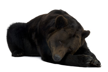 Obraz premium Siberian Brown Bear, 12 years old, lying