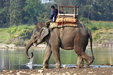 Elephant and mahout at river in Nepal - obrazy, fototapety, plakaty
