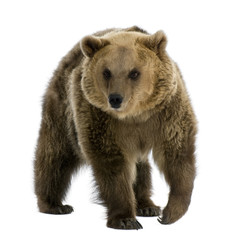 Naklejka premium Brown Bear, 8 years old, walking in front of white background