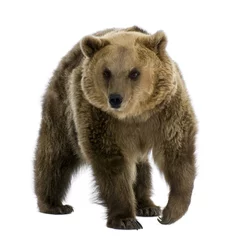 Fotobehang Brown Bear, 8 years old, walking in front of white background © Eric Isselée