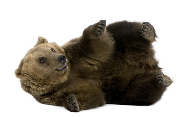Brown Bear, 8 years old, lying in front of white background