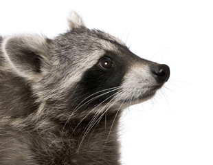 Raccoon in front of white background