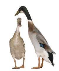 Male and female Indian Runner Ducks, 3 years old, standing